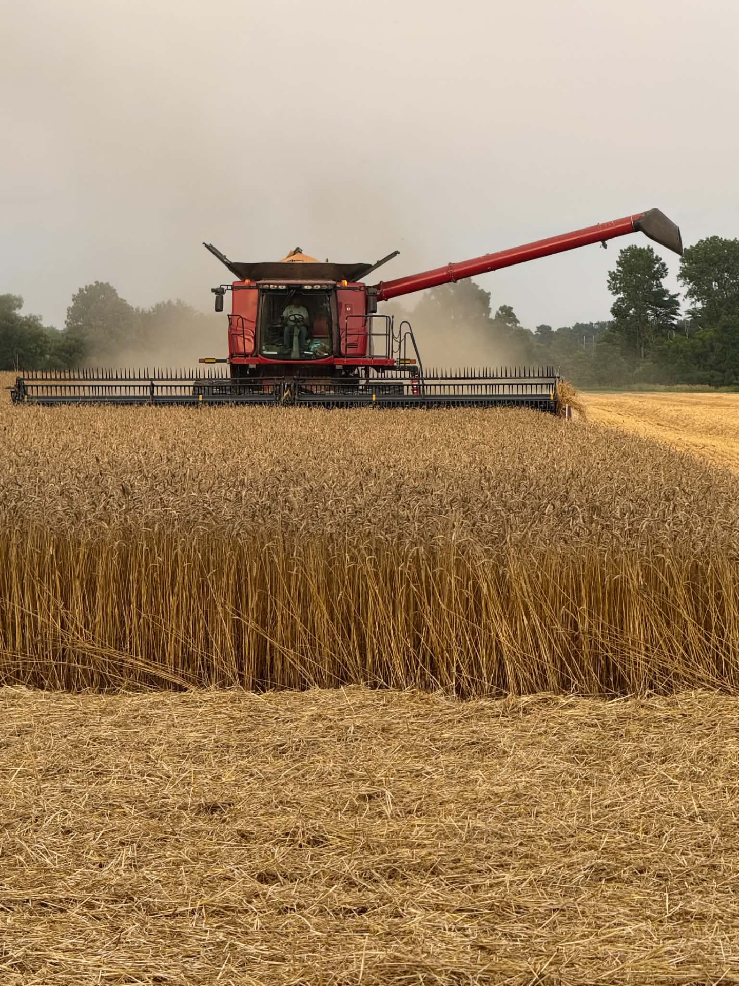 Combine harvesting wheat
